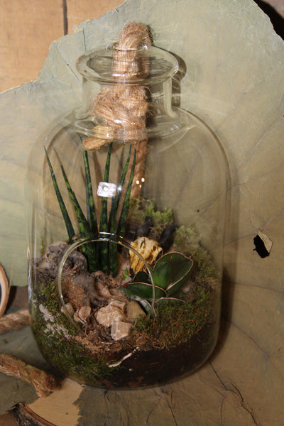 Terrarium mini planten (tw)