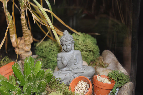 Terrarium mini planten (vsh)