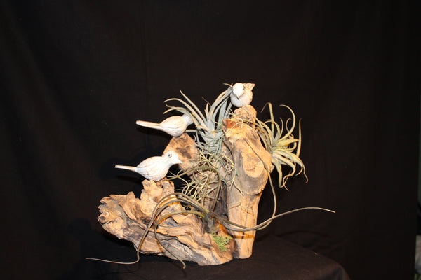 Luchtplant – Airplant – Tillandsia (creatie V) / Plante aérienne (creation V)