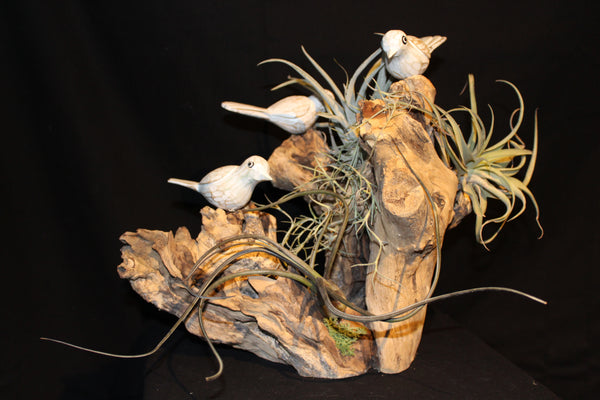 Luchtplant – Airplant – Tillandsia (creatie V) / Plante aérienne (creation V)