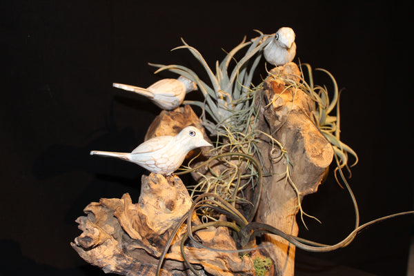 Luchtplant – Airplant – Tillandsia (creatie V) / Plante aérienne (creation V)