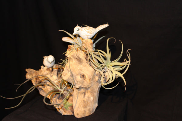 Luchtplant – Airplant – Tillandsia (creatie V) / Plante aérienne (creation V)
