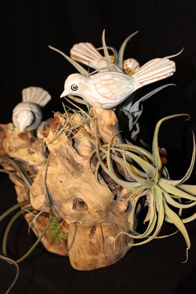 Luchtplant – Airplant – Tillandsia (creatie V) / Plante aérienne (creation V)