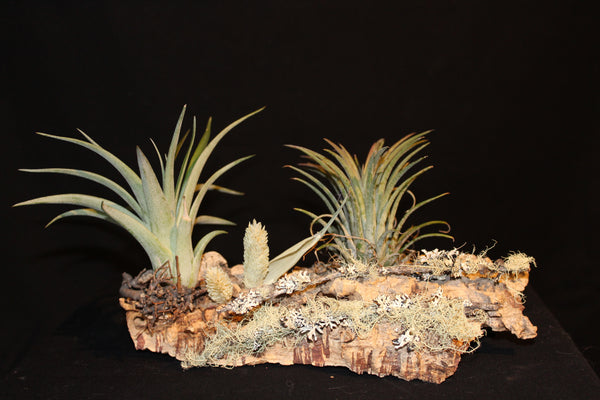 Luchtplant – Plante aérienne - Airplant – Tillandsia op kurk (2L) / sur tronc de liège