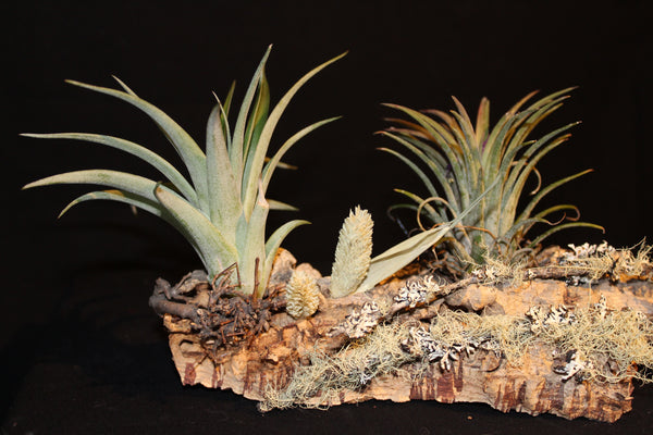 Luchtplant – Plante aérienne - Airplant – Tillandsia op kurk (2L) / sur tronc de liège