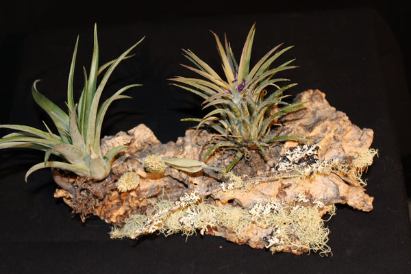 Luchtplant – Plante aérienne - Airplant – Tillandsia op kurk (2L) / sur tronc de liège