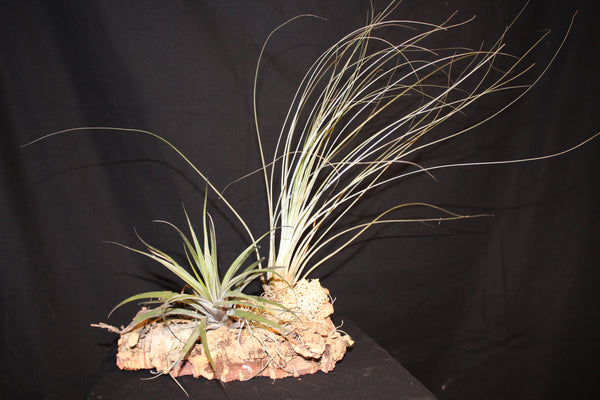 Luchtplant – Plante aérienne - Airplant – Tillandsia op kurk (H) / sur tronc de liège