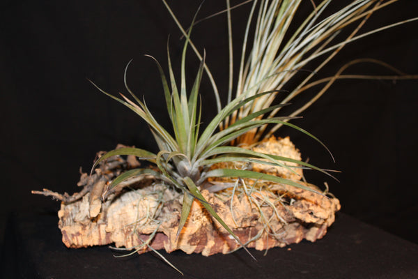 Luchtplant – Plante aérienne - Airplant – Tillandsia op kurk (H) / sur tronc de liège
