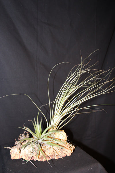 Luchtplant – Plante aérienne - Airplant – Tillandsia op kurk (H) / sur tronc de liège