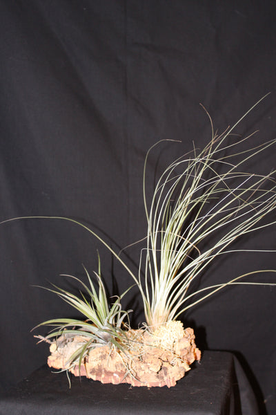 Luchtplant – Plante aérienne - Airplant – Tillandsia op kurk (H) / sur tronc de liège
