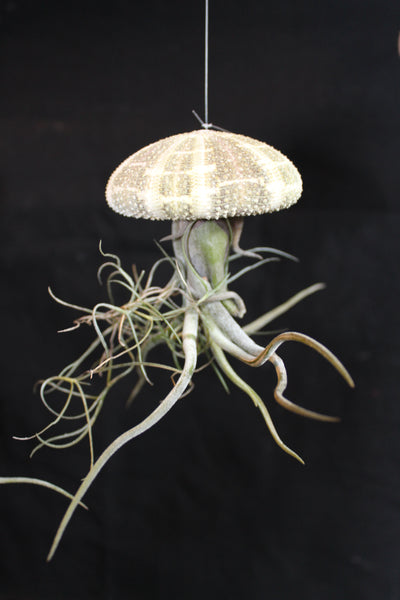 Medusa / Jellyfish Luchtplant – Airplant – Tillandsia - Plante aérienne
