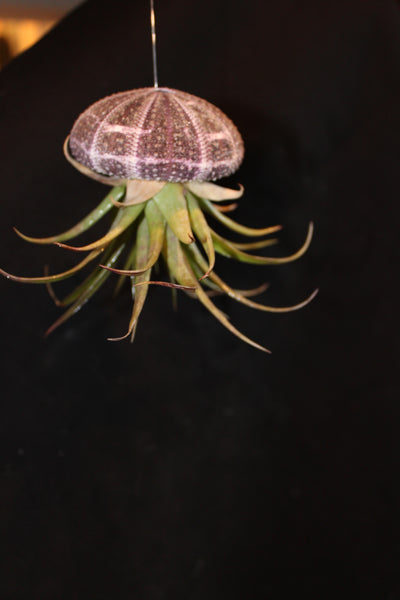 Medusa / Jellyfish Luchtplant – Airplant – Tillandsia - Plante aérienne