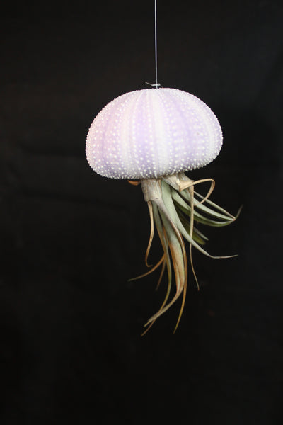 Medusa / Jellyfish Luchtplant – Airplant – Tillandsia - Plante aérienne