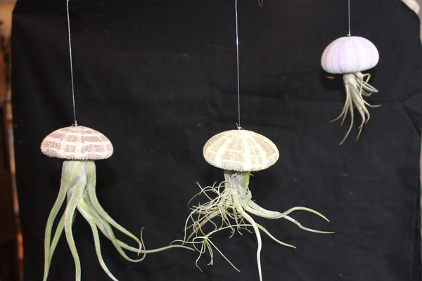 Medusa / Jellyfish Luchtplant – Airplant – Tillandsia - Plante aérienne