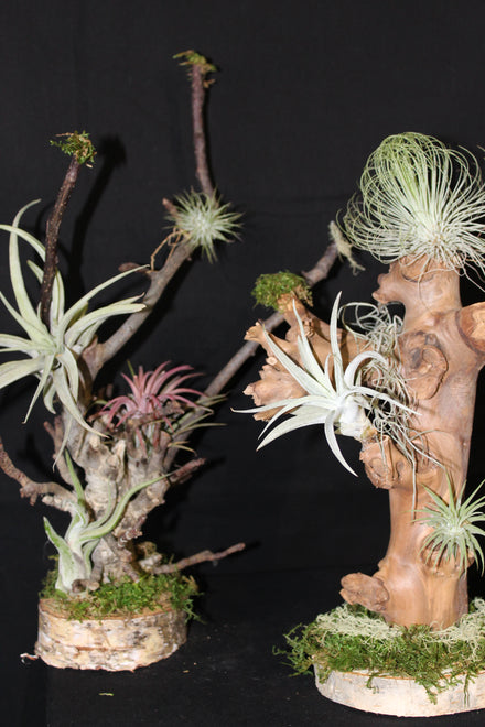 Tillandsia op Hout - Steen - Kurk