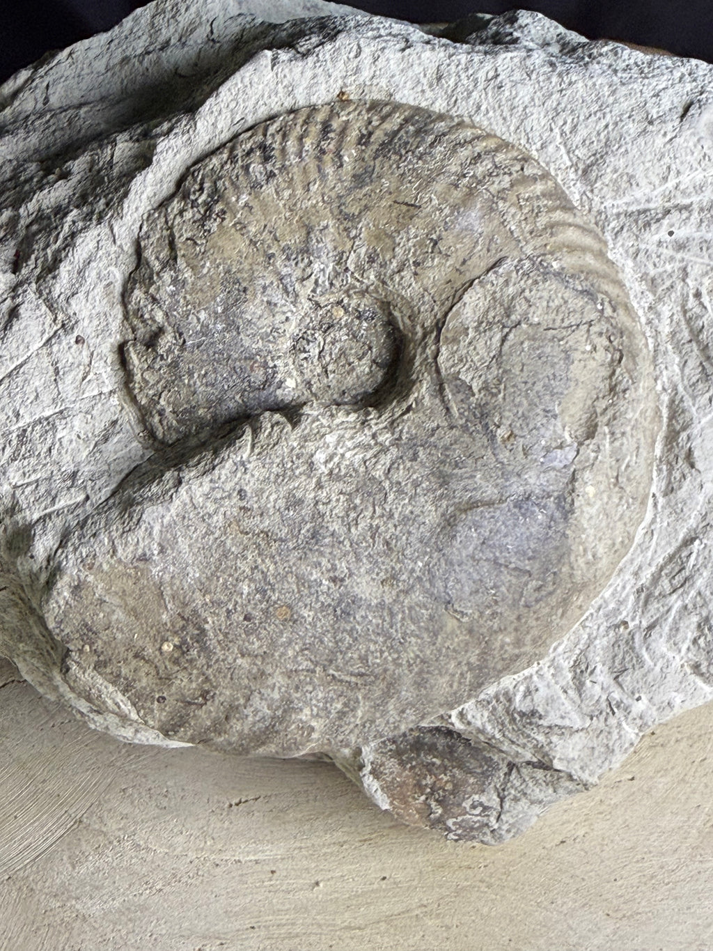 Belle ammonite fossile