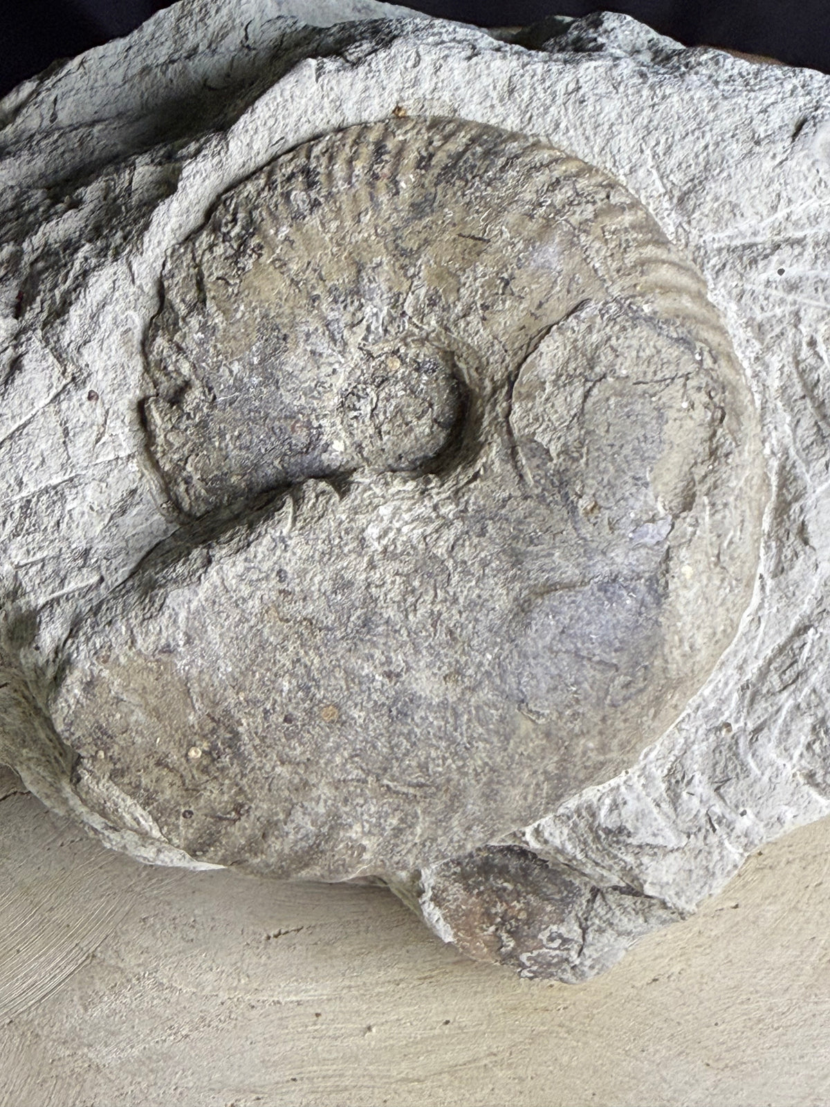 Belle ammonite fossile