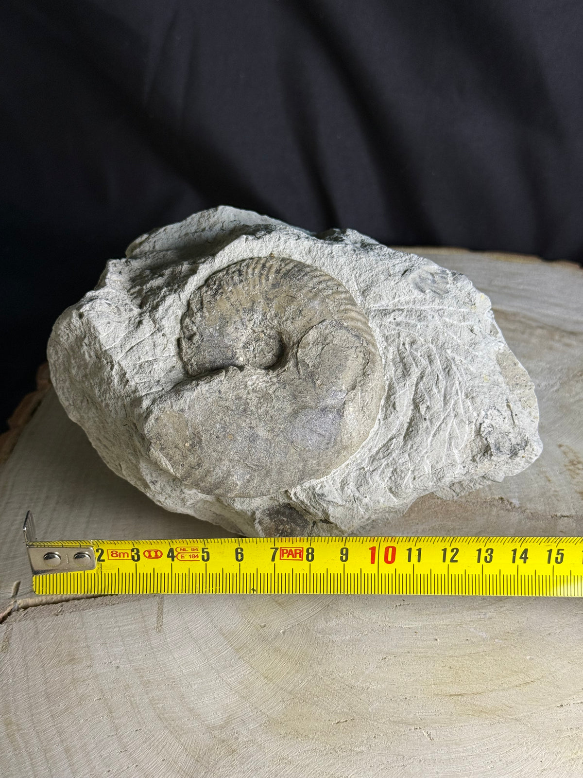 Belle ammonite fossile