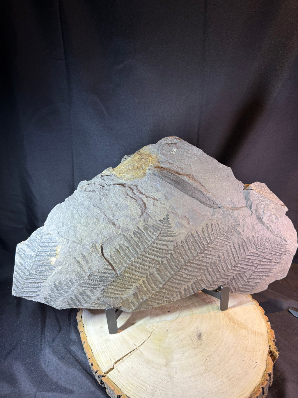 Grande plaque de fougère fossile – 50 cm – plusieurs empreintes de fougères