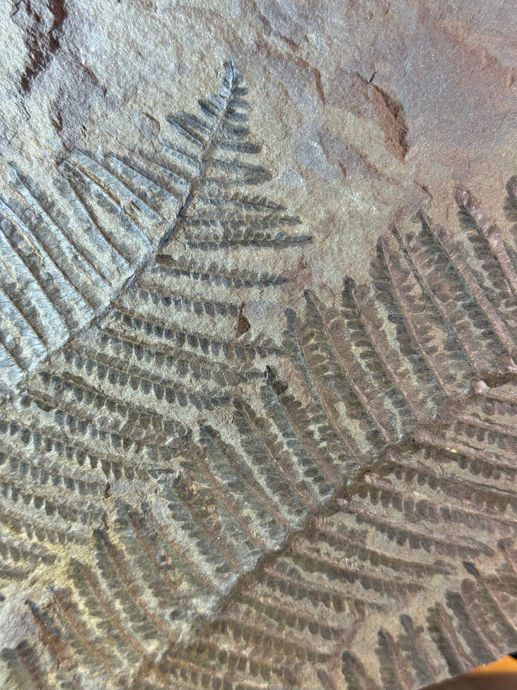 Grande plaque de fougère fossile – 50 cm – plusieurs empreintes de fougères