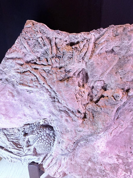 Fossiele zeelelie :een Crinoïde (45x25cm ca. 6kg)