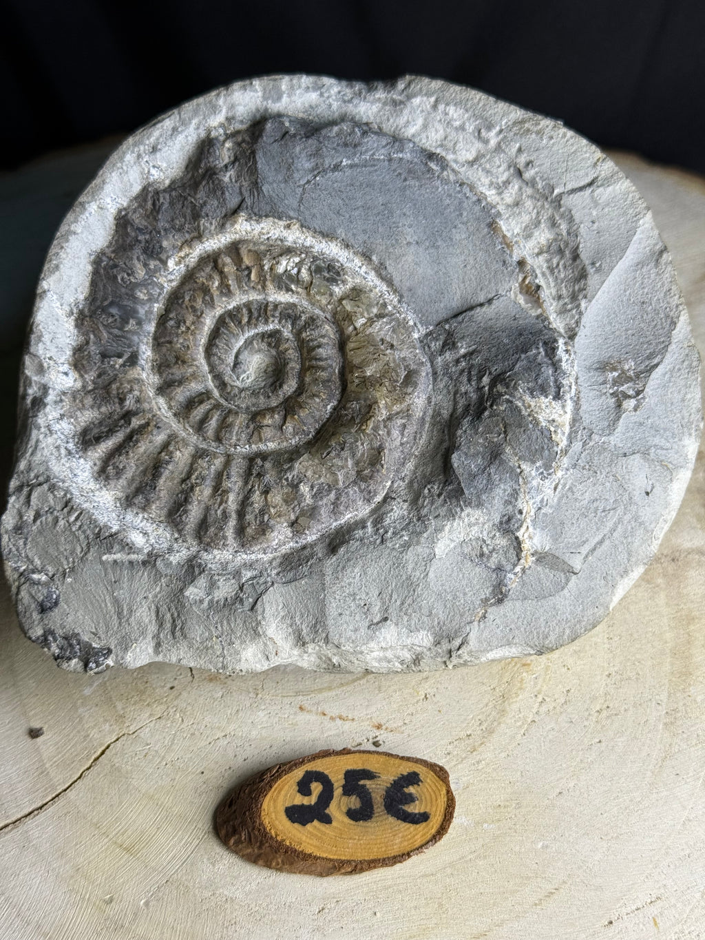 Belle ammonite dans la roche