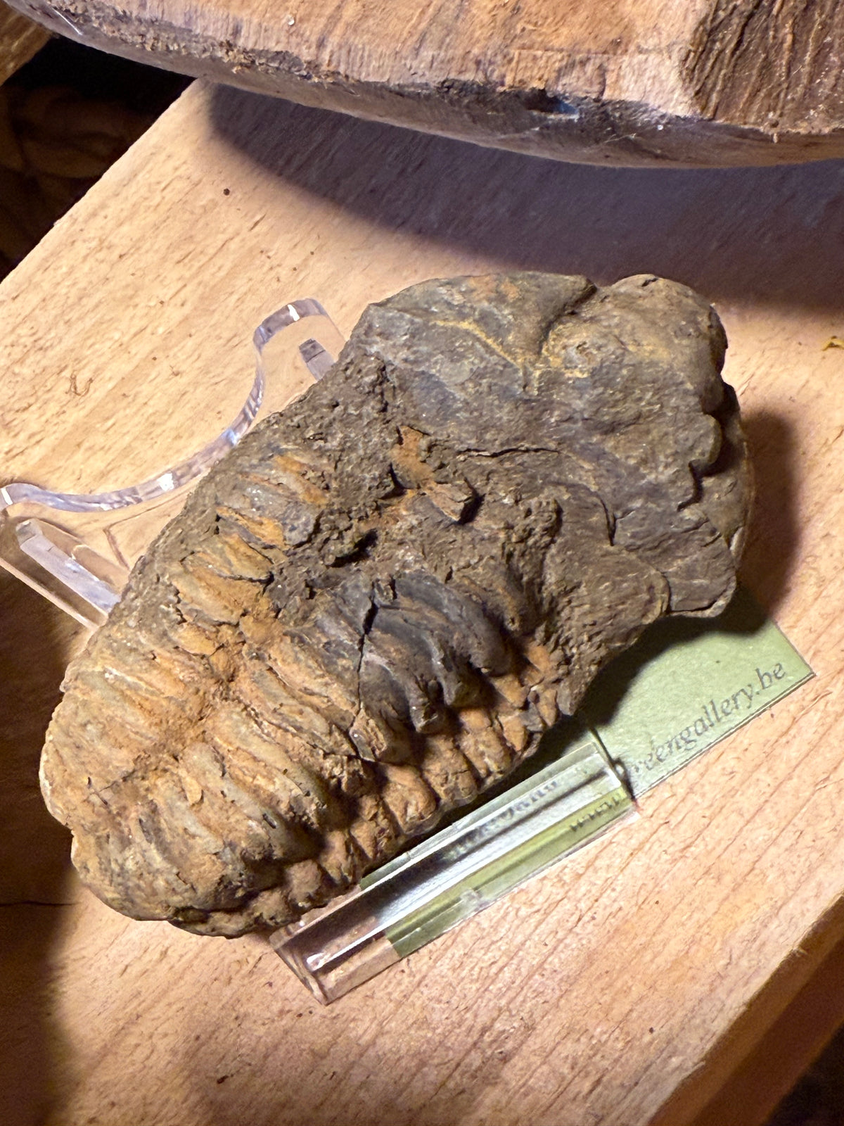 Trilobite – Morocco