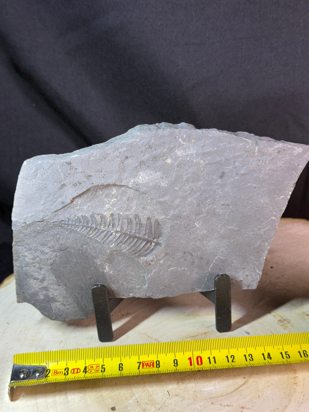 Fougère fossile sur ardoise – Callipterium pteridium