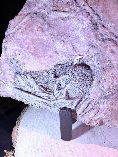 Fossiele zeelelie :een Crinoïde (45x25cm ca. 6kg)