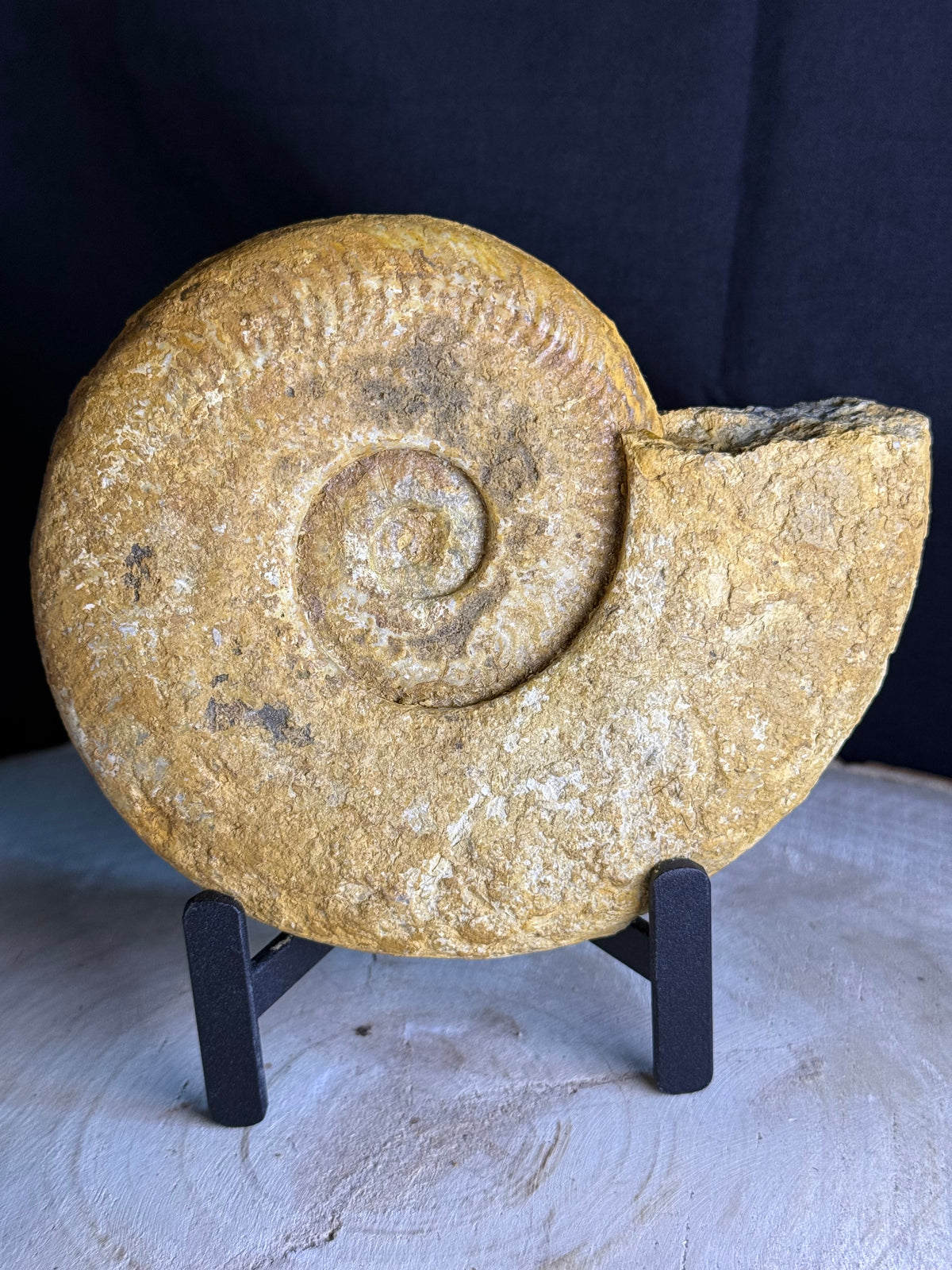 Fossil ammonite - approx. 16cm