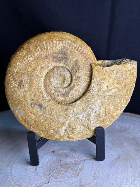 Fossiele ammoniet –natuurlijke staat decoratief verzamelstuk
