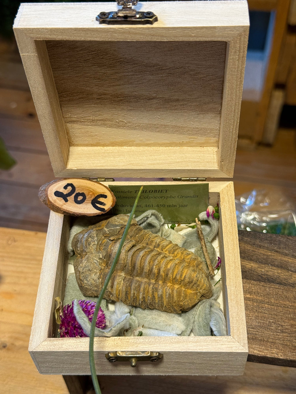 Trilobite – Maroc