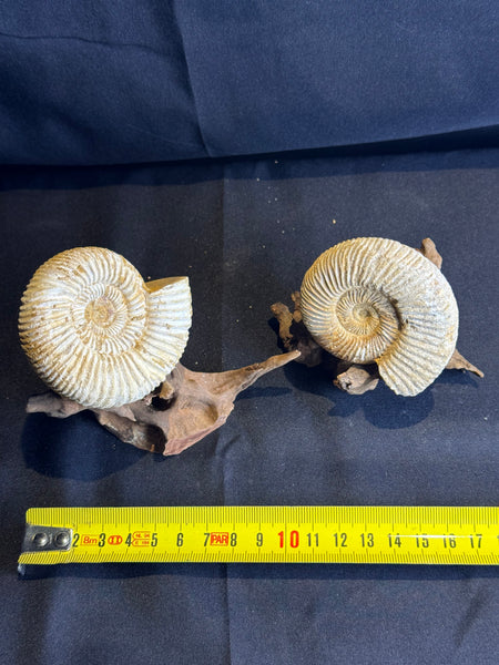 Ammoniet op drijfhout standaard – 7 cm