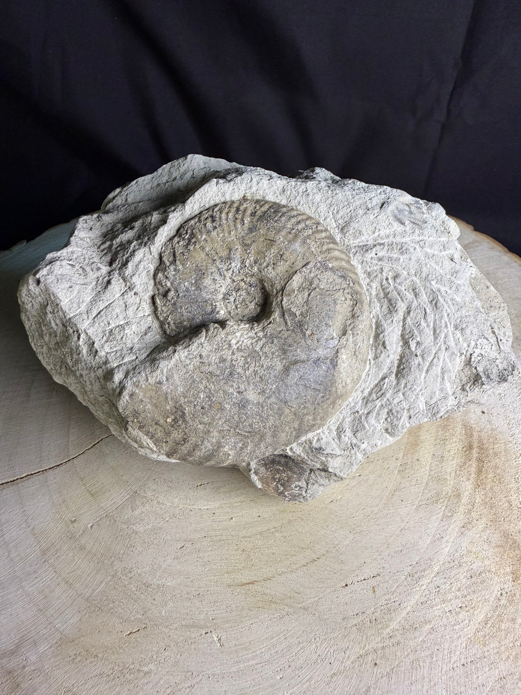 Belle ammonite fossile