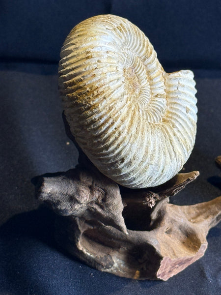 Ammoniet op drijfhout standaard – 7 cm