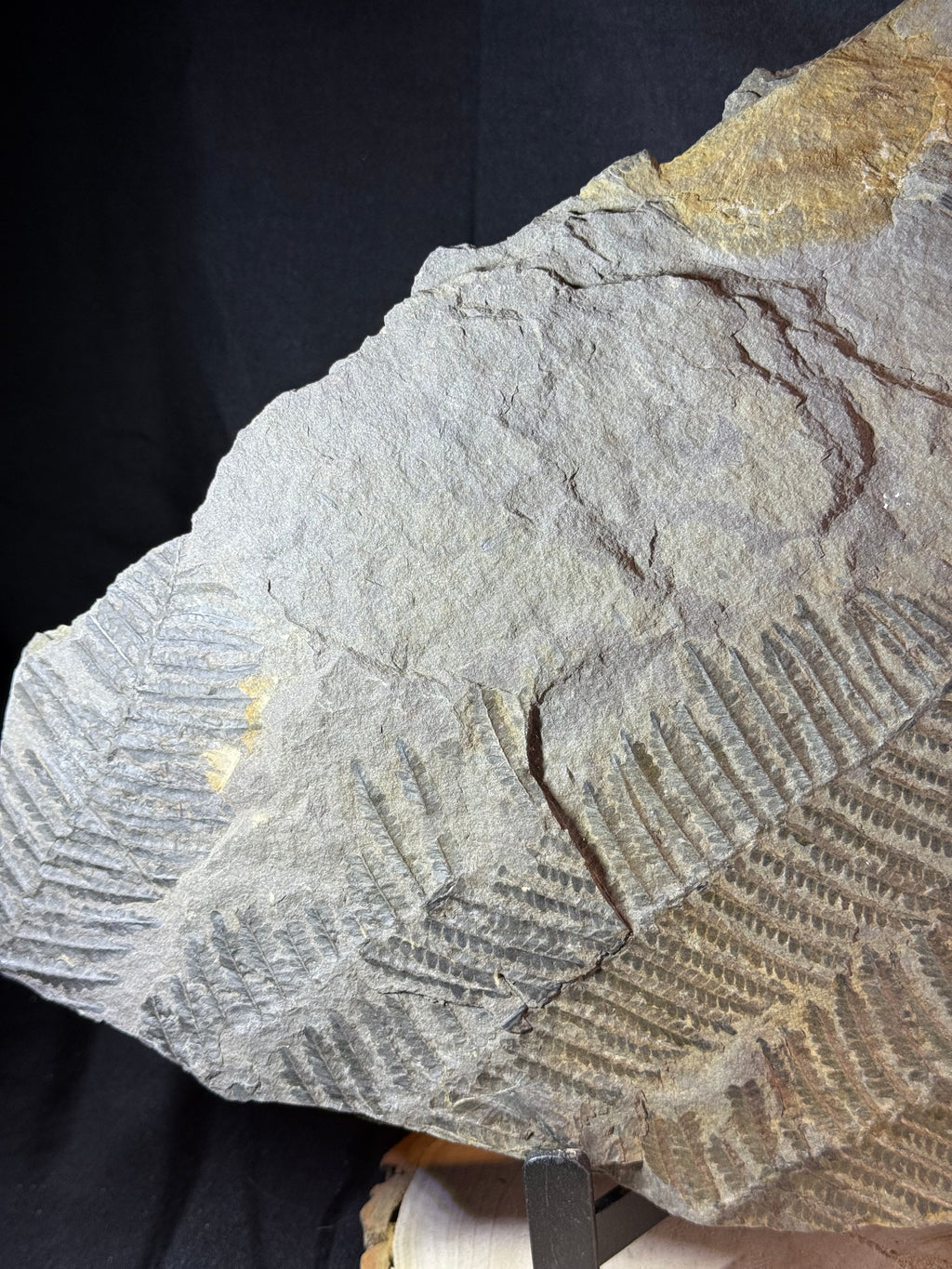 Grande plaque de fougère fossile – 50 cm – plusieurs empreintes de fougères