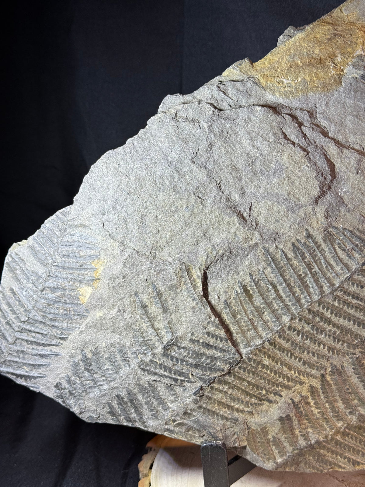 Large fossil fern plate – 50 cm – multiple fern impressions