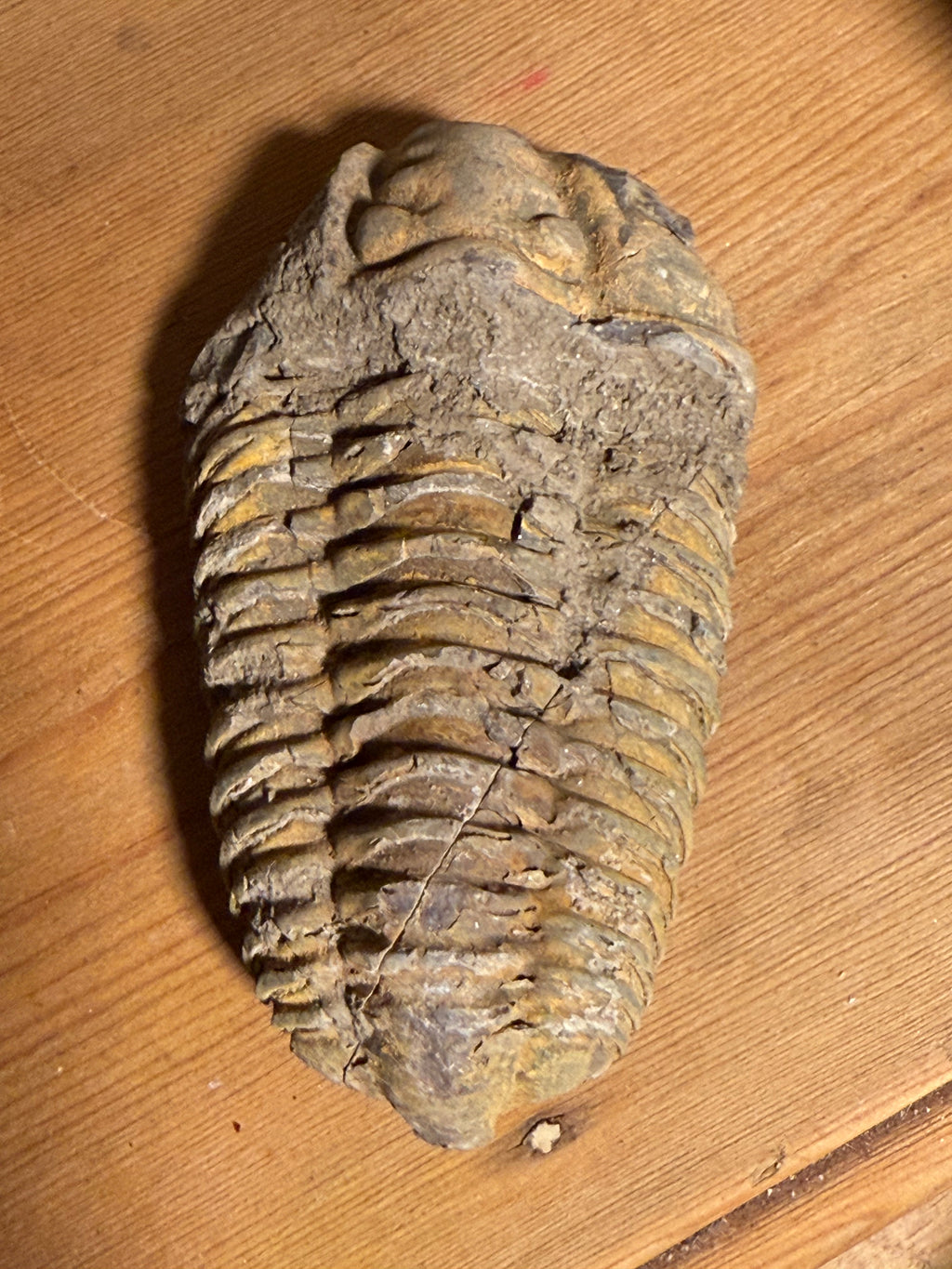 Trilobite – Maroc
