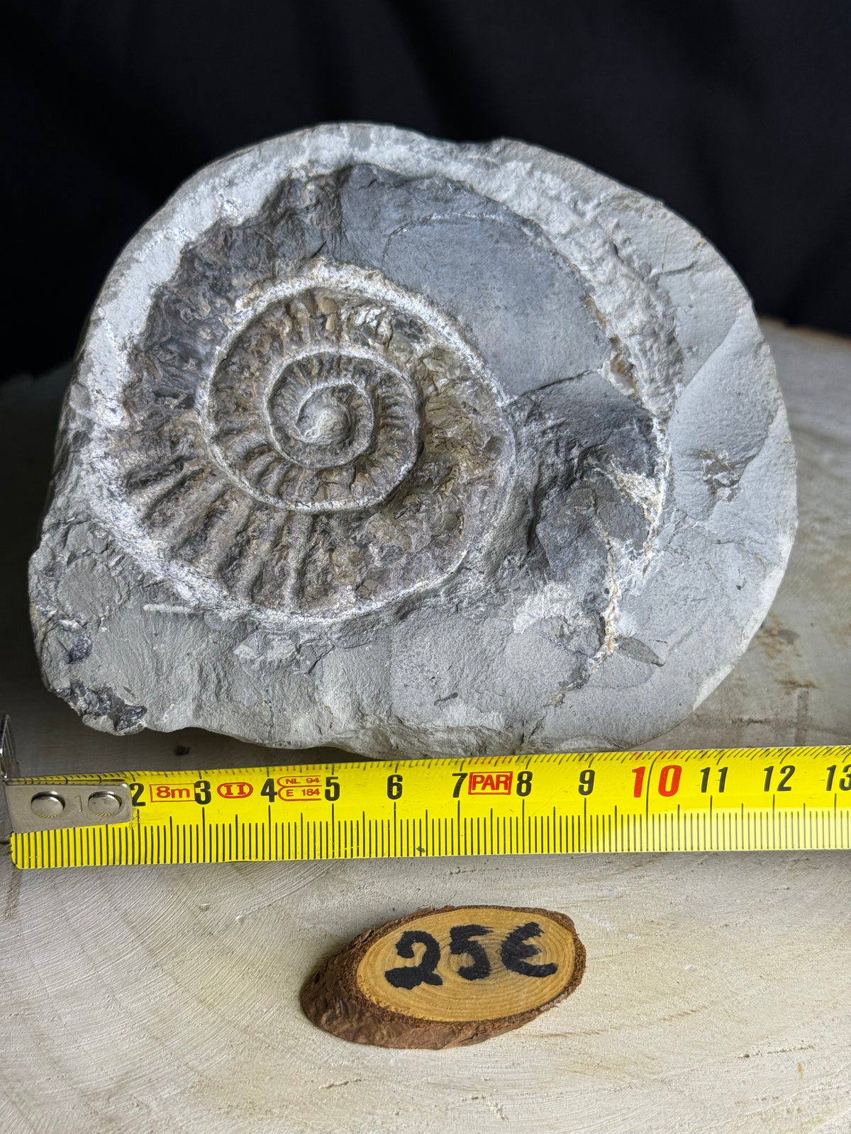 Belle ammonite dans la roche
