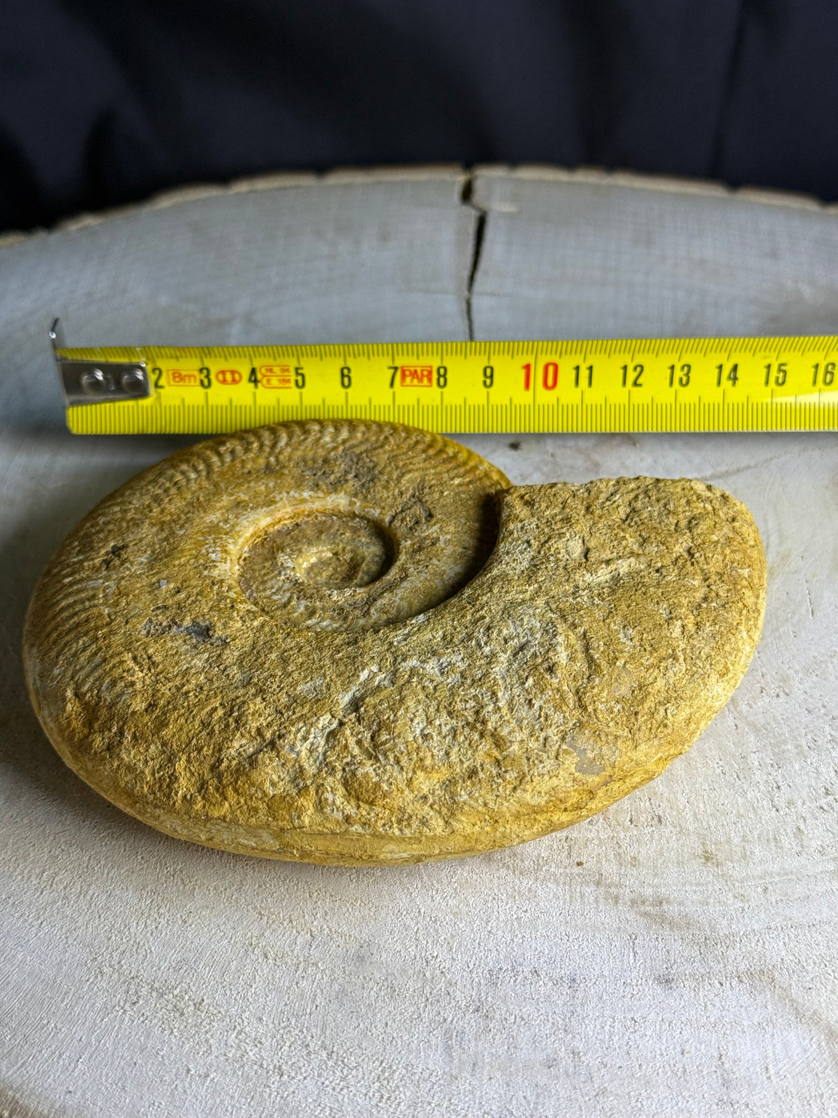 Fossil ammonite - approx. 16cm