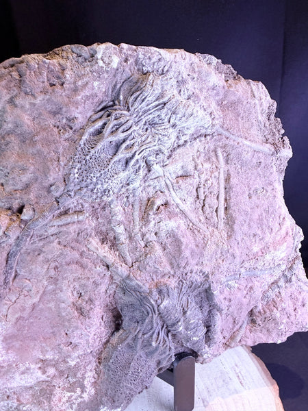 Fossiele zeelelie :een Crinoïde (45x25cm ca. 6kg)