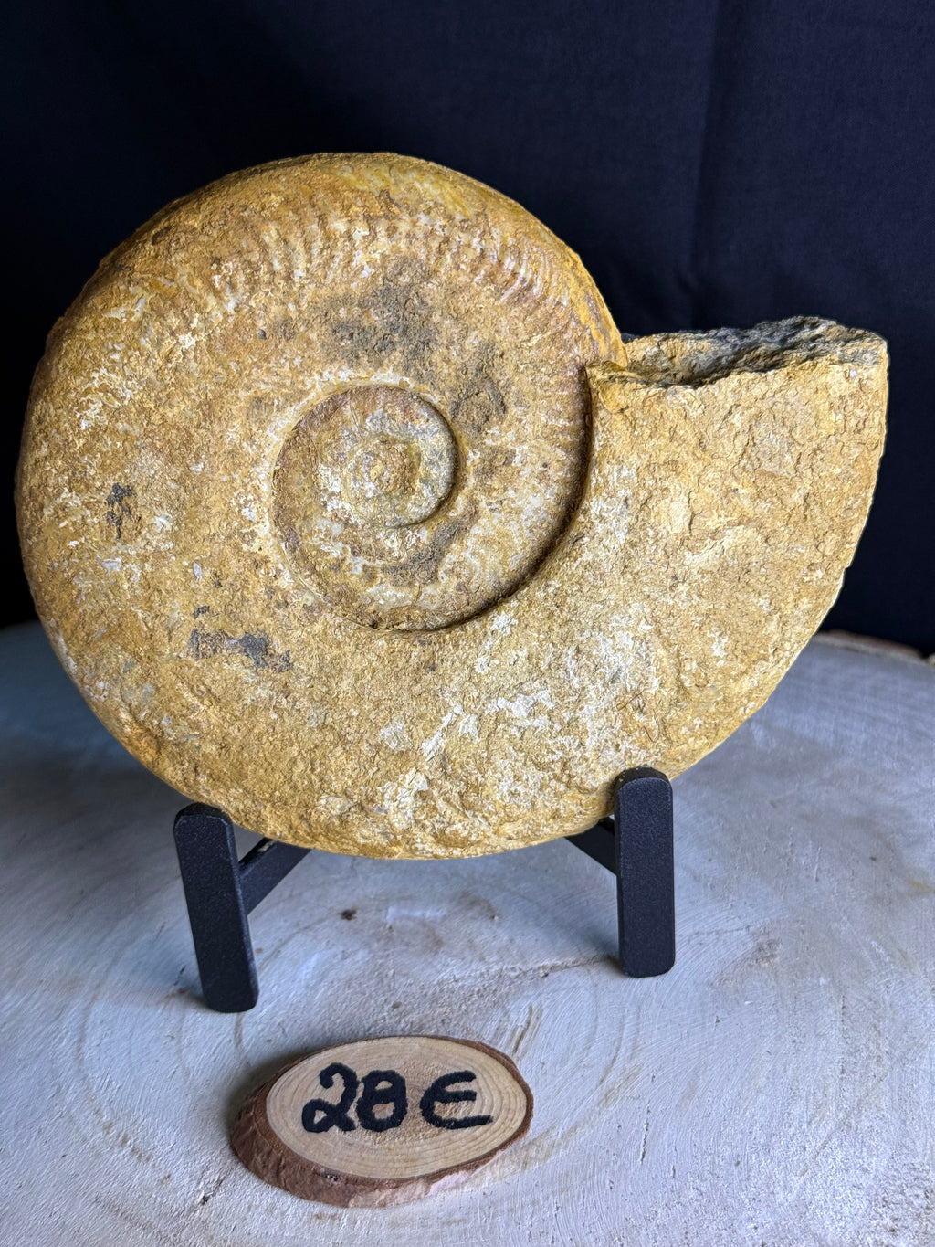 Ammonite fossile - env. 16 cm