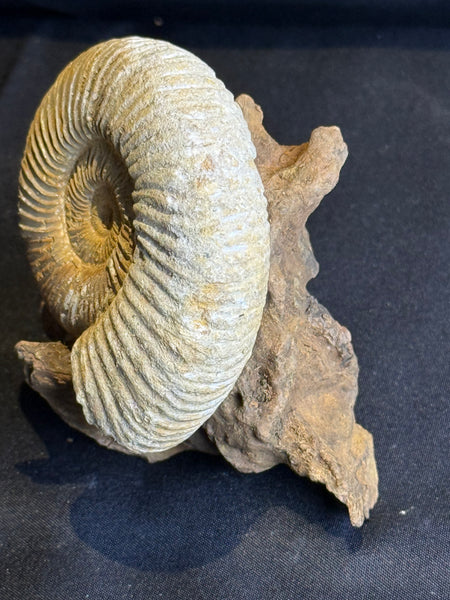 Ammoniet op drijfhout standaard – 7 cm