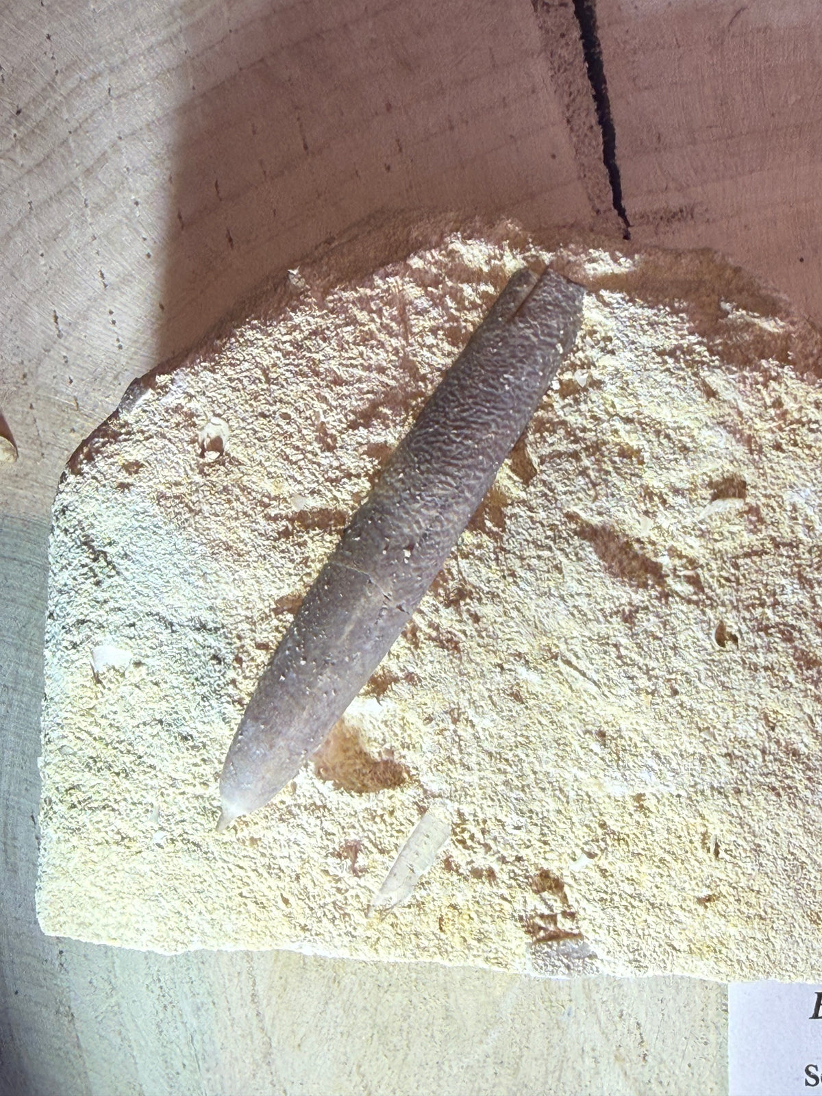 Belemnite – Belemnitella mucronata – Belgium