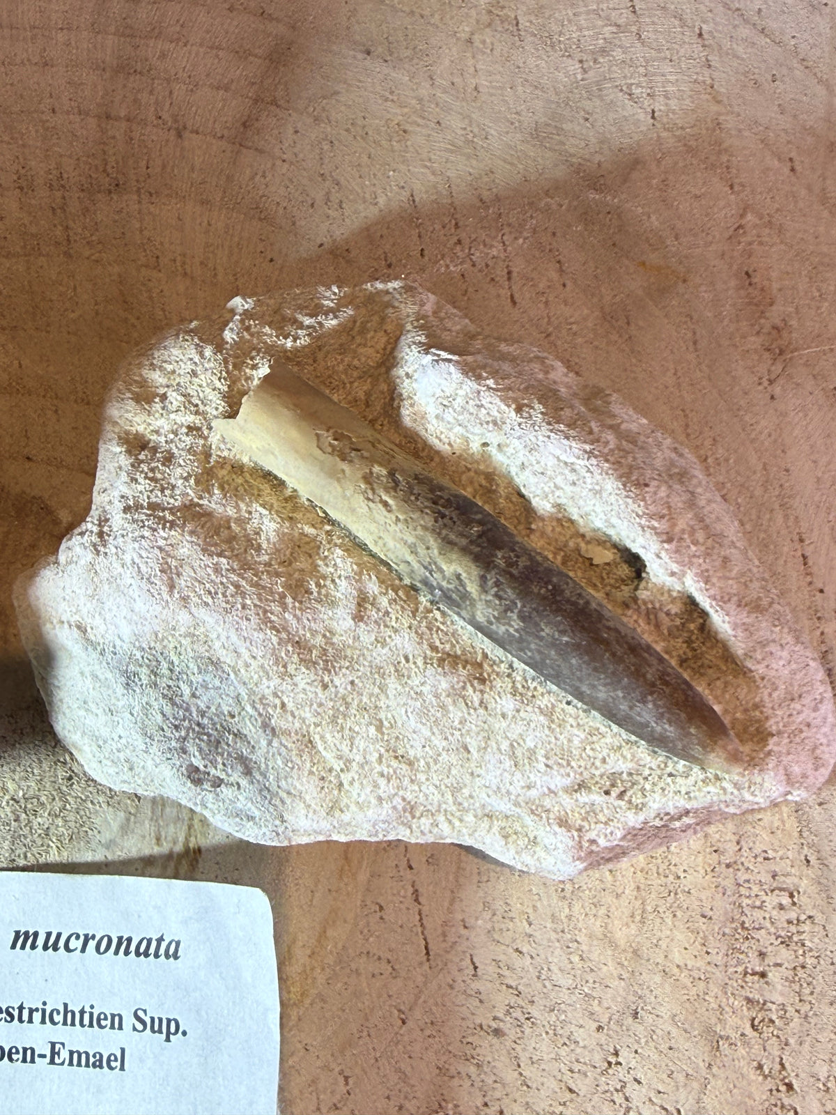 Belemnite – Belemnitella mucronata – Belgium