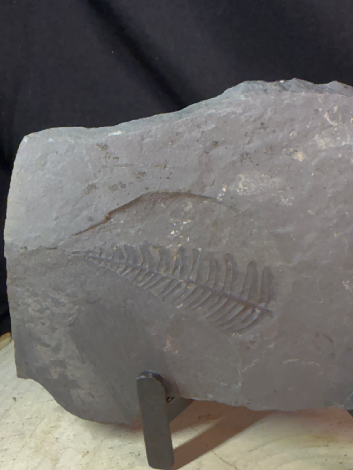 Fougère fossile sur ardoise – Callipterium pteridium