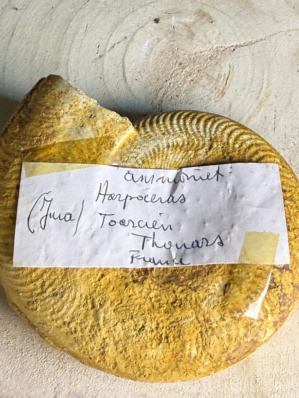 Ammonite fossile - env. 16 cm