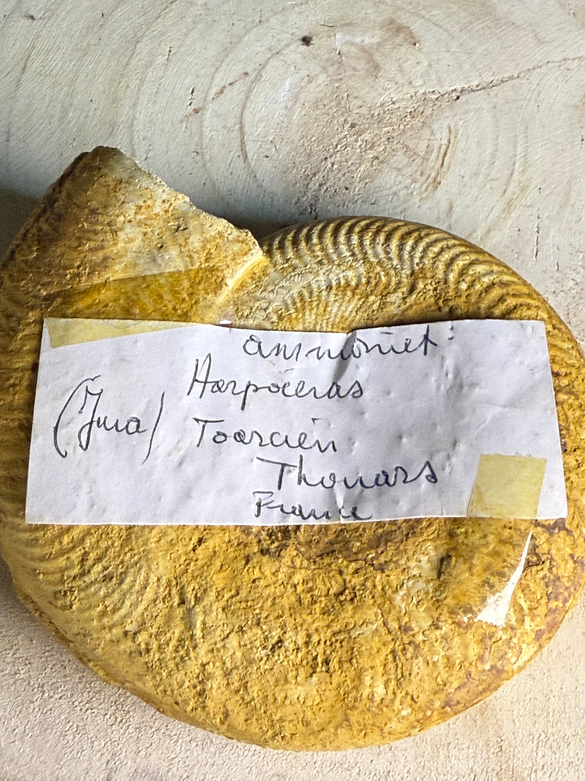 Fossil ammonite - approx. 16cm