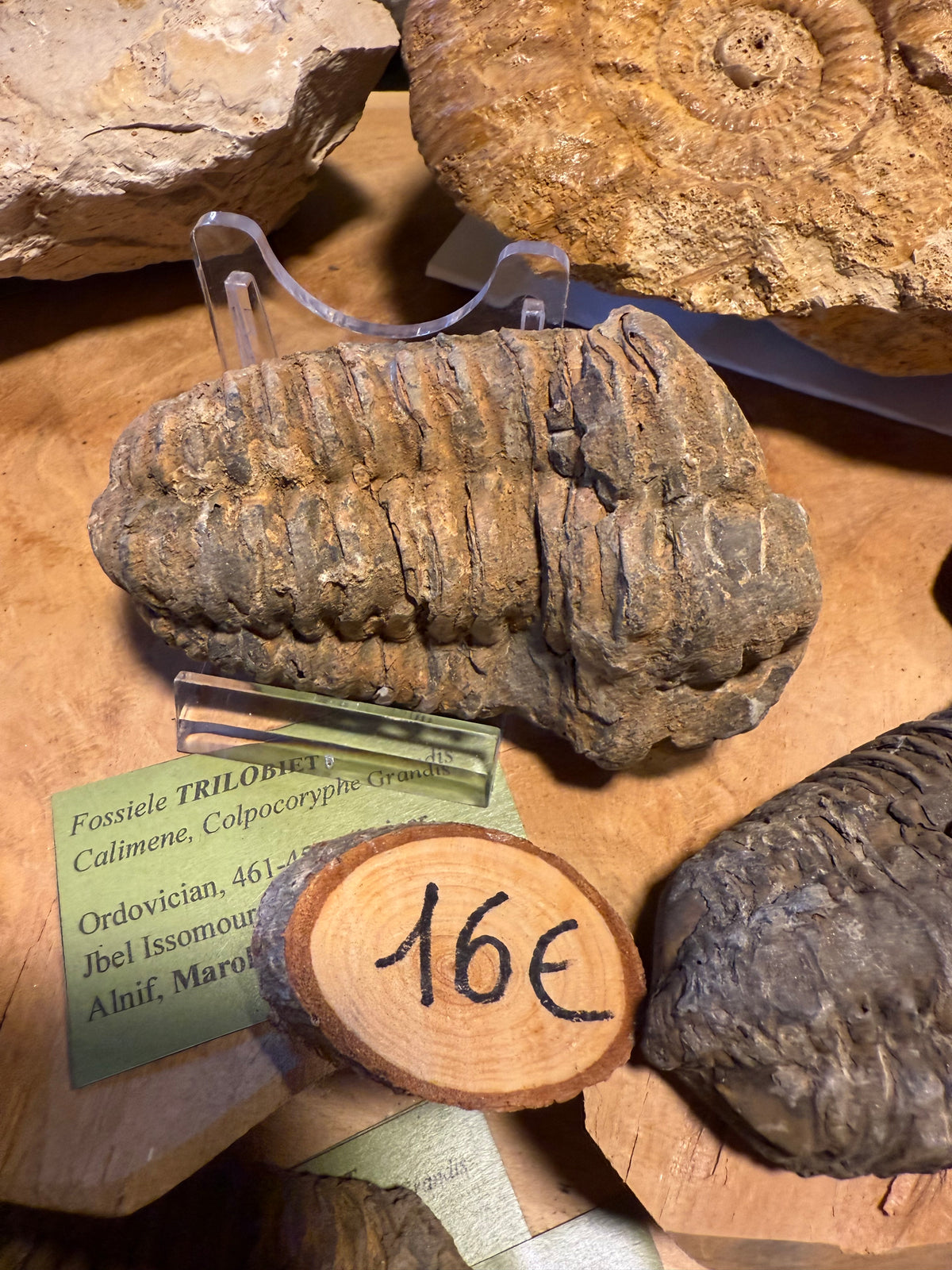 Trilobite – Morocco