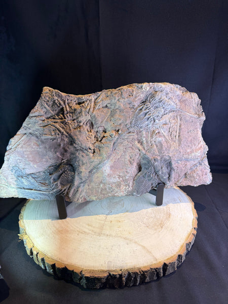 Fossiele zeelelie :een Crinoïde (45x25cm ca. 6kg)